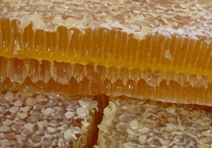 Митники виявили контрабанду 19 тонн меду