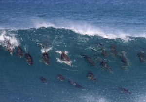 В Австралії на узбережжя викинулася майже сотня дельфінів