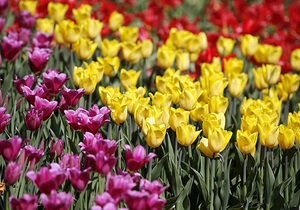 У Києві з явиться більше 700 тисяч тюльпанів