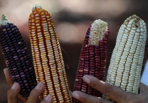 Україна попросила в Китаю квоти на постачання кукурудзи