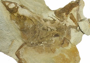 Учені переглянули терміни появи пернатих динозаврів
