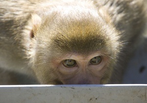 У США спіймали мавпу, яка чотири роки була втікачем