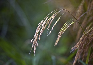 Україна вводить повну заборону на експорт пшениці