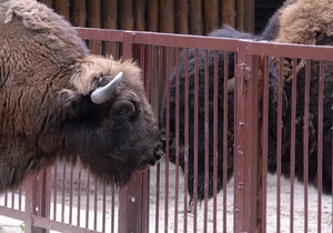 У Київському зоопарку народилося дитинча зубра