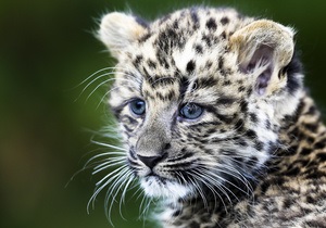 В Індії за 10 років браконьєри знищили майже три тисячі леопардів