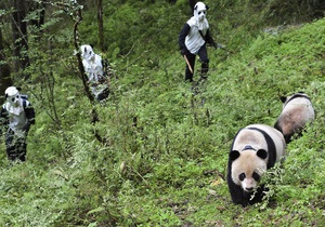 Фотогалерея: В образі панди. Перевтілення китайських зоологів