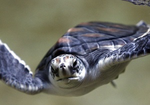 Далекосхідні черепахи виділяють рідкі екскременти через рот - вчені