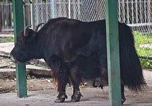 Яка Яшу з київського зоопарку приспали, щоб позбавити від страждань