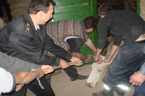 У Полтавській області рятувальники за один день врятували двох корів