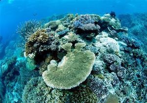 Великий бар єрний риф втратив половину коралів за останні 27 років