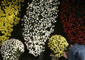 У Києві на Співочому полі сьогодні відкриється виставка хризантем