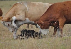 У Вінницькій області зафіксовано випадок сказу у корови