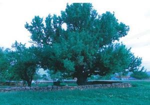 В Одеській області 300-річна груша може отримати статус ботанічної пам ятки