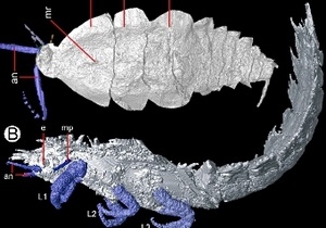 Палеонтологи зробили томографію предку тарганів і богомолів