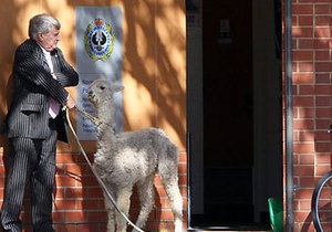 Австралієць привів домашню альпаку знайомитися з поліцейськими