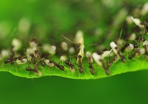 Роботу хворих мурах беруть на себе їхні колеги - вчені