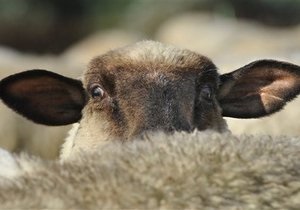 Неякісна вакцина вбила десятки тисяч овець у Середній Азії