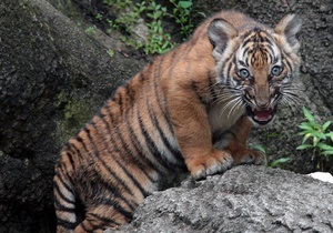 У зоопарку Нью-Йорка на відвідувача напав тигр