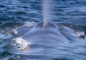 Біля берегів Австралії з явився гігантський кит