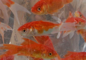 У Китаї пройшов конкурс краси серед золотих рибок
