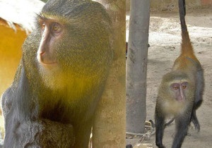 В Африці знайшли новий вид мавп