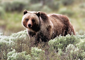 У Башкирії єгері застрелили ведмедя, який блукав містом у пошуках їжі