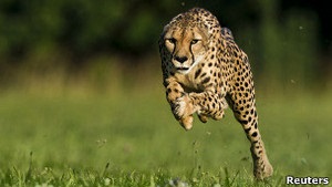 Біг гепарда нагадує рух машини з заднім приводом - учені