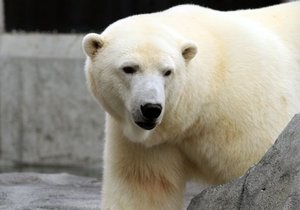На Алясці кандидатами в президенти зоопарку стали ведмедиця і вовк