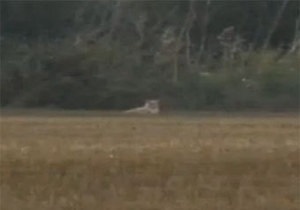 Лев, якого британська поліція шукала на вертольотах, виявився котом