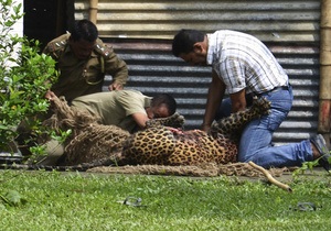 В Індії леопард застряг на заводській огорожі