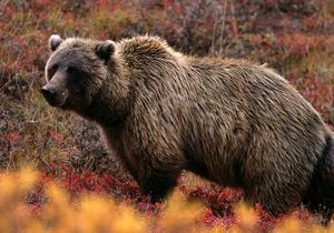На Алясці ведмідь грізлі загриз туриста