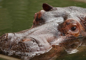 Бегемот, який застряг у басейні готелю в Лімпопо, помер