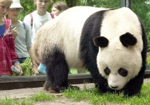 У берлінському зоопарку померла найстаріша у світі панда