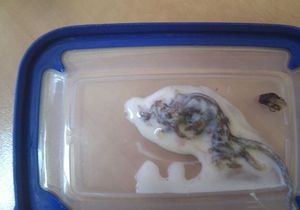 Киянка виявила в йогурті дохлу мишу - газета