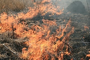 В Одеській області ліквідували пожежу у заповіднику