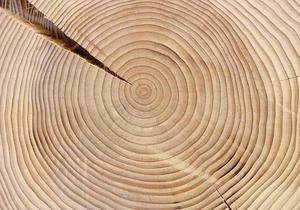 Річні кільця дерев приховують багато інформації про клімат