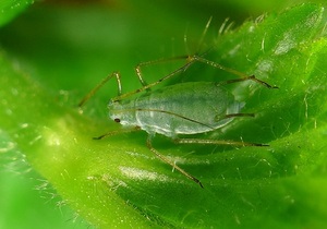 Вчені виявили у комах здатність до фотосинтезу