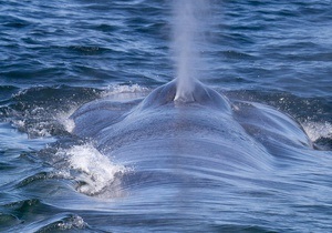 Австралієць заплатить штраф за катання на киті