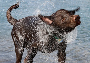 У США з ясували, як собаки обтрушують воду