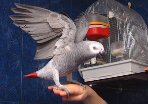 Вчені: Сірі папуги мають інтелект на рівні трирічної дитини