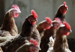 Українські птахоферми опинилися у центрі скандалу в Німеччині
