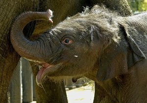 Слони використовують для інфразвукового співу ті ж механізми, що й людина для мови