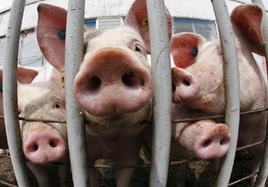 Держветфітослужба має намір заборонити вивезення свинини із Запорізької області