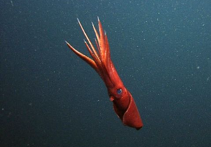 Глибоководні кальмари намагаються відволікти увагу противника ампутованими кінцівками