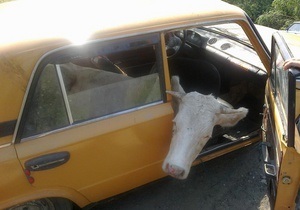 Житель Вінницької області намагався вивезти вкрадену корову в салоні Жигулів