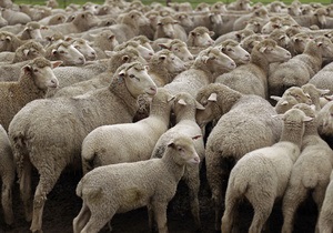 Збиватися в отару овець змушує егоїзм