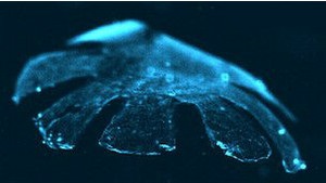 Вчені створили з серцевих клітин штучну медузу