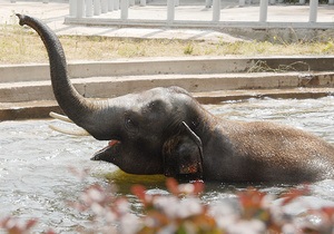 Фотогалерея: Слон - вогонь. Київський зоопарк показав нове слоненя