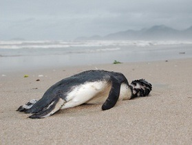 У Бразилії на пляж викинуло сотні мертвих пінгвінів