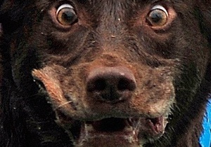У київському ботсаду бездомні собаки нападають на відвідувачів - ЗМІ